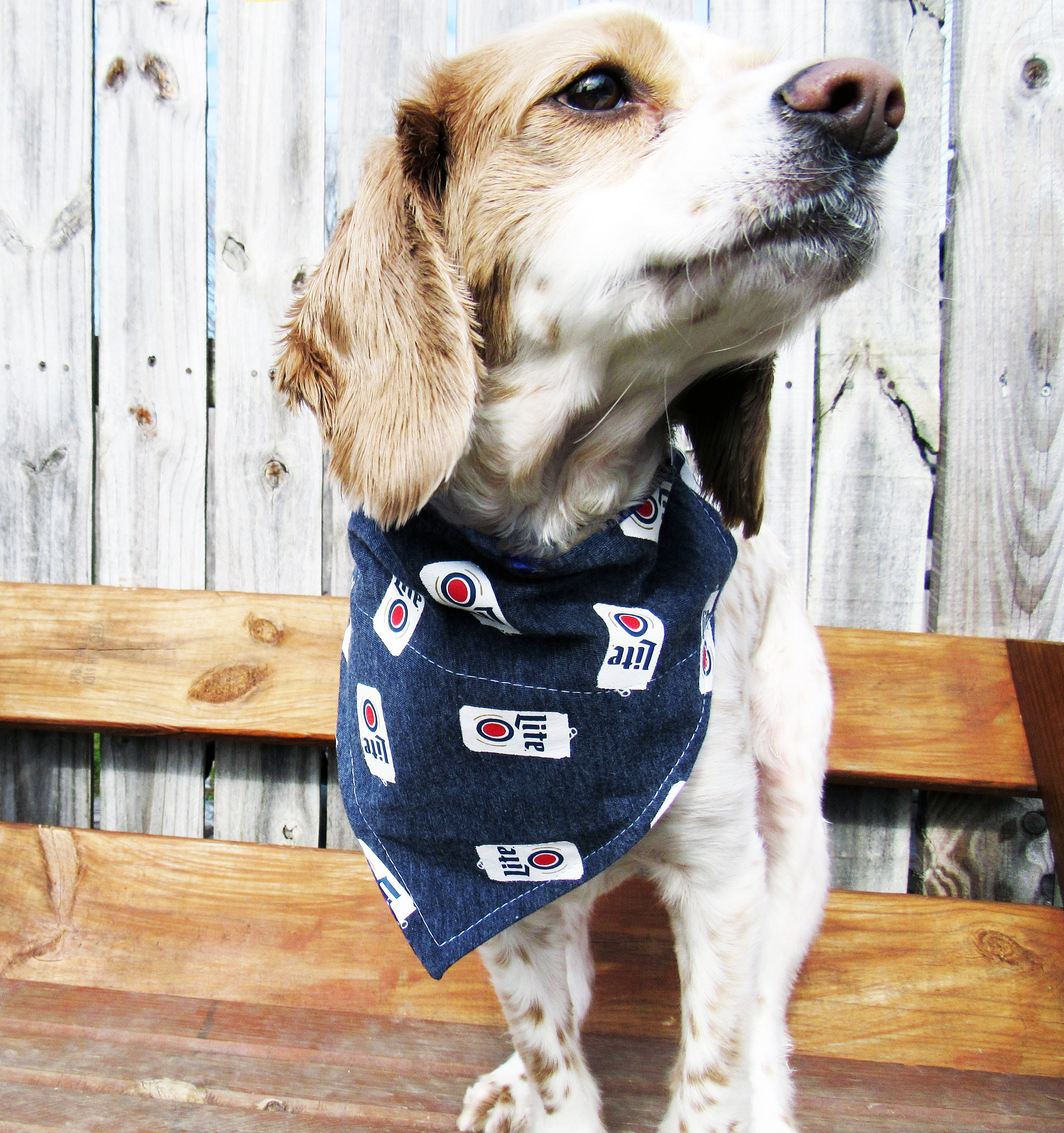 miller lite dog collar