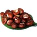 Set 20 pcs Real Horse Chestnuts, Dried Horse Chestnuts , Vase Fillers , Home Decor, Autumn, DIY, Nut Conker, Horse Chestnut