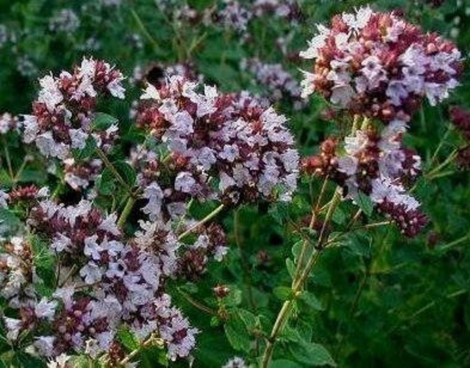 100 Grams Free Dried Oregano Purple Dried Flowers Oregano Etsy