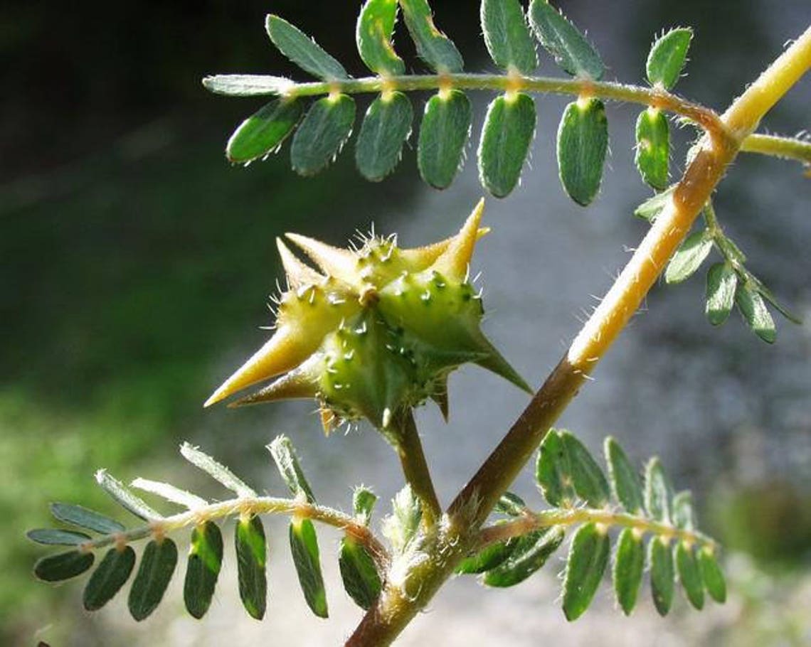 tribulus