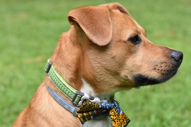 African Print 2 Bow Tie image 4