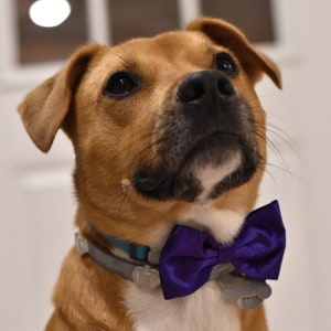 Special Occasion Bowtie image 1