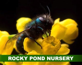 Mason Bee cocoon certificate, Shipped by Rocky Pond Nursery.