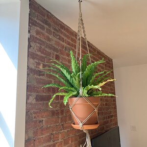 Pode incluir: Uma planta suspensa com folhas verdes em um vaso de terracota, suspensa do teto com um suporte de macramê para plantas.
