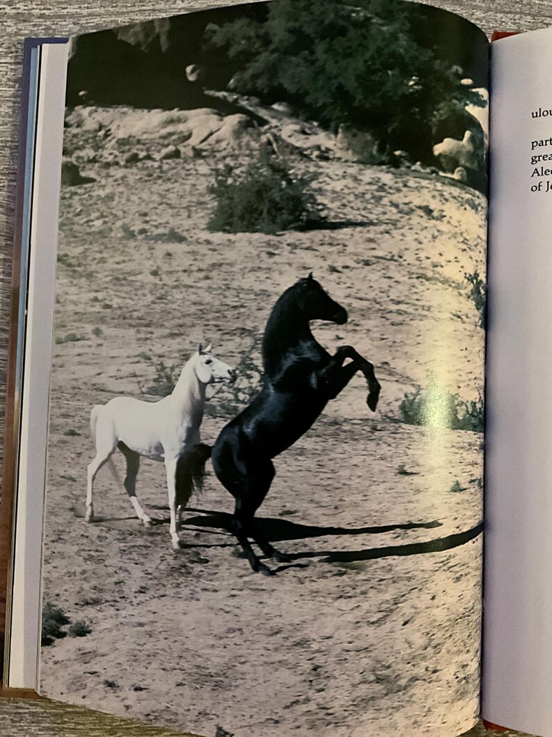 May include: A black horse rears up on its hind legs beside a white horse in a sepia-toned outdoor scene. The horses are on a sandy surface with sparse vegetation in the background. The image is from a book.