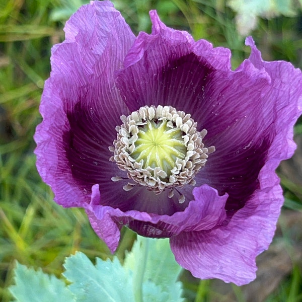 Poppy Seeds | Poppy Flowers | Grow Your Own Poppy Seeds | Beautiful Poppy Flowers | Purple | Pink | Red | Peach | White | Easy To Grow