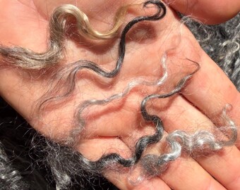 May include: Several individual locks of raw, curly animal fiber in shades of charcoal, silver, grey, and light beige. The fibers are long, wavy, and textured, showcasing natural variations in color and curl pattern across the collection.