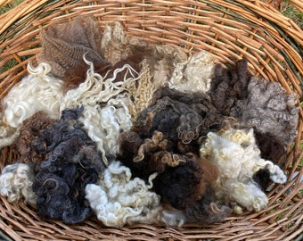 May include: A collection of raw, curly animal fiber locks in various natural shades of white, cream, tan, brown, gray, and black, arranged inside a round, woven wicker basket made from thin, light brown wooden reeds and twigs.