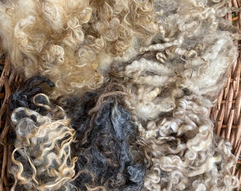 May include: A collection of raw, unspun sheep wool locks in various natural shades including cream, beige, light gray, and dark charcoal. The fibers are curly, textured, and arranged in distinct clusters, showcasing the natural crimp and luster of the fleece.