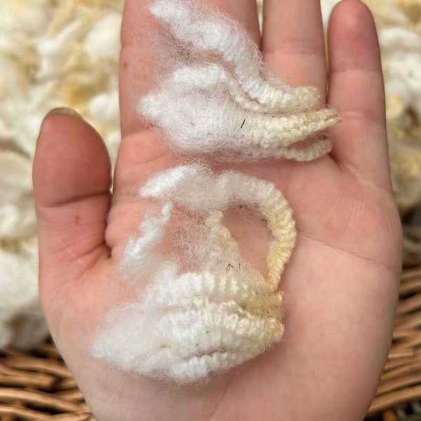 Super Crimpy Polypay Sheep Wool- WASHED Itty Bitty crimps! washed white sheep wool for spinning, weaving, needle felting and fiber arts!