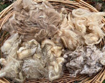 May include: A collection of raw, unspun wool fibers in various natural shades of beige, cream, tan, and light brown. The fibers exhibit a curly, crimped texture and are arranged in loose, fluffy clusters within a woven wicker basket container.