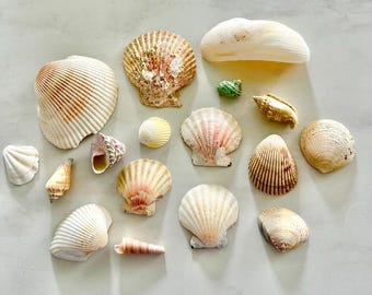 Bulk Assorted Seashells - 2+ pounds