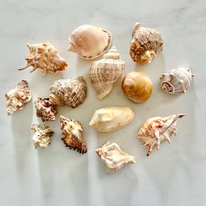 May include: A collection of various seashells in shades of tan, brown, and cream. The shells vary in size and shape, with spiral, conical, and textured surfaces. Some shells have intricate patterns and ridges.