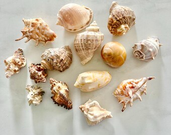 Bulk Assorted Seashells - 1 pound - Conch, Murex, Moon Shell