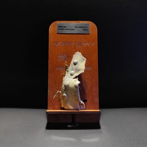Table Stand with Piece Fuselage Skin of &quot;Russian SU 34 &quot; from Ukraine 2023,souvenir piece exclusive wooden stand