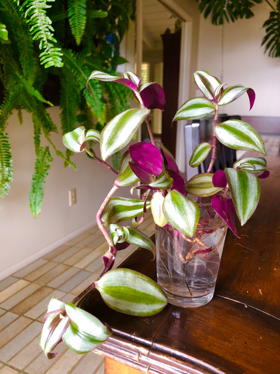 Rooted Unrooted Plant Cuttings / Pothos Philodendron Etsy