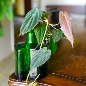 Rooted + Unrooted Plant Cuttings / Pothos, Philodendron, Tradscantia, Purple Heart, Monstera, Dracaena, Ruby Rubber Plant