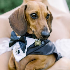 Small Dog Wedding Tuxedo, Split Tails, Leash D Ring, Ring Bearer, Classic Dog Wedding Suit, Choose Tuxedo and Bow Tie Colors, Add Ring Clip image 2