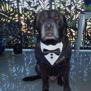 K&ouml;nnte beinhalten: Ein schwarzer Hund tr&auml;gt ein wei&szlig;-schwarzes Haustier-Halstuch im Smoking-Stil. Das Halstuch verf&uuml;gt &uuml;ber eine schwarze Satin-Fliege, zwei kleine wei&szlig;e Kn&ouml;pfe und den Namen DUKE, der in Goldfaden auf der rechten Seite des schwarzen Stoffkragens gestickt ist.