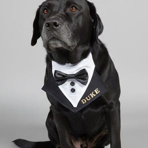 May include: A black Labrador Retriever wearing a tuxedo-style dog bandana. The bandana has a white collar, black bow tie, and the name "DUKE" in gold lettering. The dog is sitting and looking up.