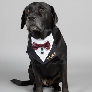 K&ouml;nnte beinhalten: Ein schwarzer Hund tr&auml;gt ein Haustier-Halstuch im Smoking-Stil. Das Accessoire verf&uuml;gt &uuml;ber eine wei&szlig;e Hemdfront, eine dunkelrote Fliege, zwei schwarze Kn&ouml;pfe und den Namen DUKE, der in Goldfaden auf das schwarze Revers gestickt ist.