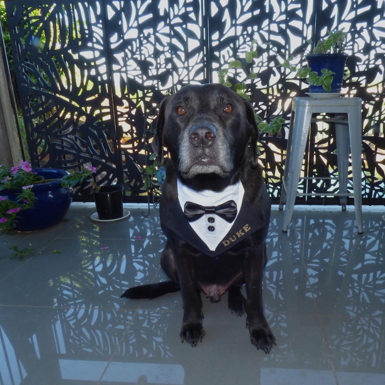 K&ouml;nnte beinhalten: Ein schwarzer Hund tr&auml;gt ein wei&szlig;-schwarzes Haustier-Halstuch im Smoking-Stil. Das Halstuch verf&uuml;gt &uuml;ber eine schwarze Satin-Fliege, zwei kleine wei&szlig;e Kn&ouml;pfe und den Namen DUKE, der in Goldfaden auf der rechten Seite des schwarzen Stoffkragens gestickt ist.