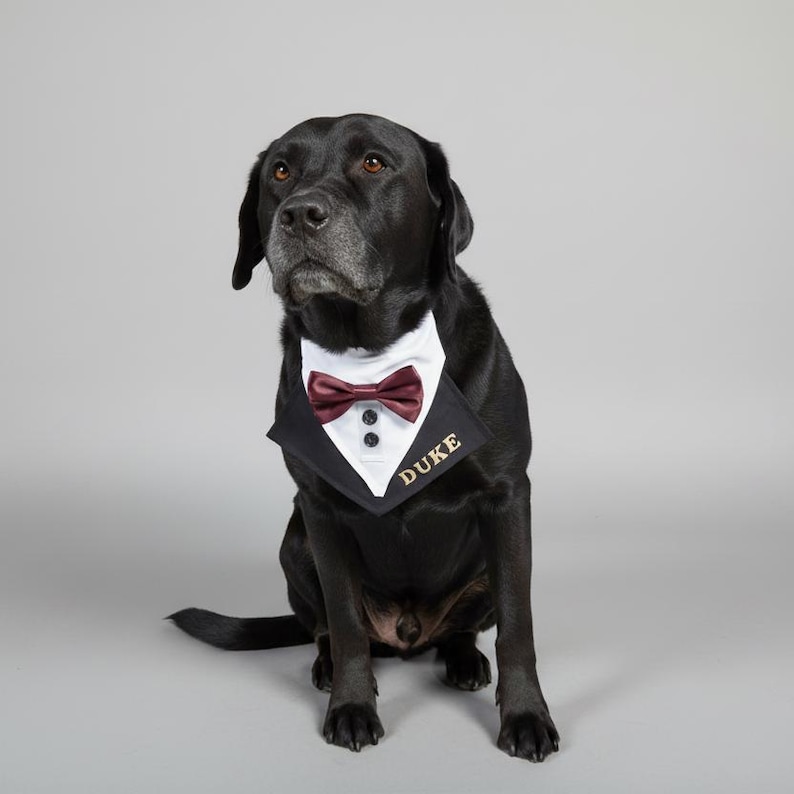 K&ouml;nnte beinhalten: Ein schwarzer Hund tr&auml;gt ein Haustier-Halstuch im Smoking-Stil. Das Accessoire verf&uuml;gt &uuml;ber eine wei&szlig;e Hemdfront, eine dunkelrote Fliege, zwei schwarze Kn&ouml;pfe und den Namen DUKE, der in Goldfaden auf das schwarze Revers gestickt ist.
