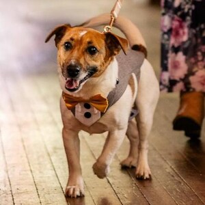 May include: A small Jack Russell Terrier dog wearing a grey waistcoat with a white shirt front, two black buttons, and a mustard yellow bow tie. The dog is attached to a light-coloured lead and is walking forward with its mouth slightly open.