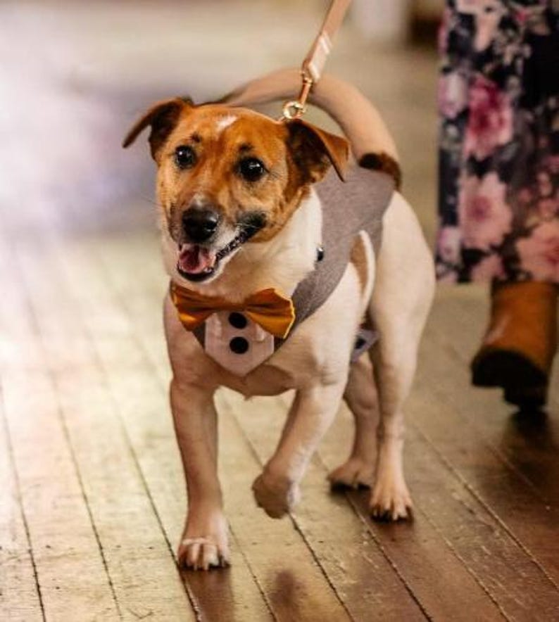 May include: A small Jack Russell Terrier dog wearing a grey waistcoat with a white shirt front, two black buttons, and a mustard yellow bow tie. The dog is attached to a light-coloured lead and is walking forward with its mouth slightly open.