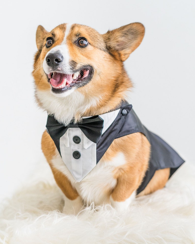 Small Dog Wedding Tuxedo, Split Tails, Leash D Ring, Ring Bearer, Classic Dog Wedding Suit, Choose Tuxedo and Bow Tie Colors, Add Ring Clip image 5