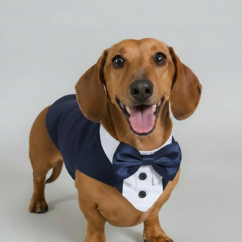 Dog Tuxedo, Formal Wedding Attire, Ring Bearer, Pet Wedding Outfit, Choice of Colours image 1
