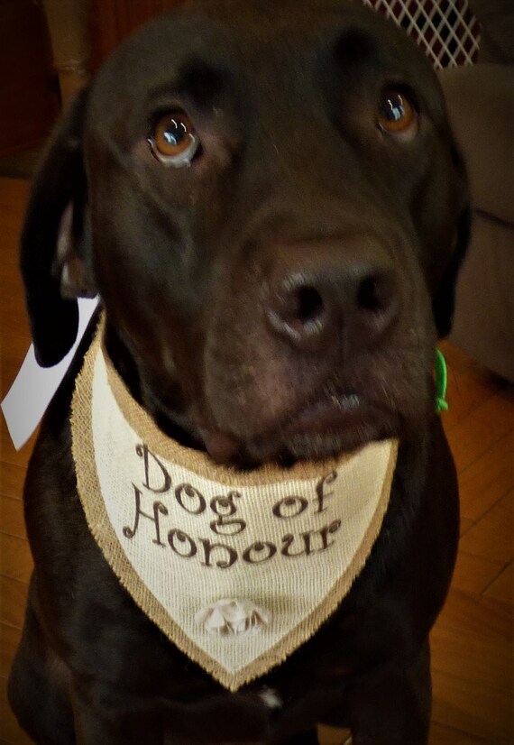 dog of honour bandana