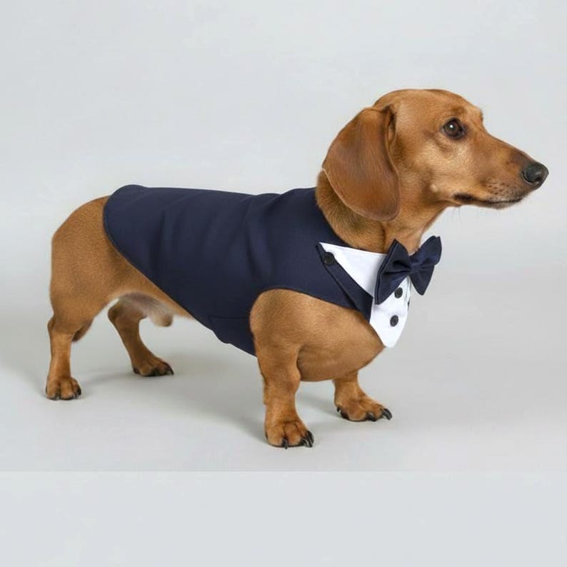 May include: A brown dachshund wearing a navy blue tuxedo vest with a white shirt front, a navy blue bow tie, and two small black buttons. The garment covers the back and chest of the dog, creating a formal appearance for the small canine.
