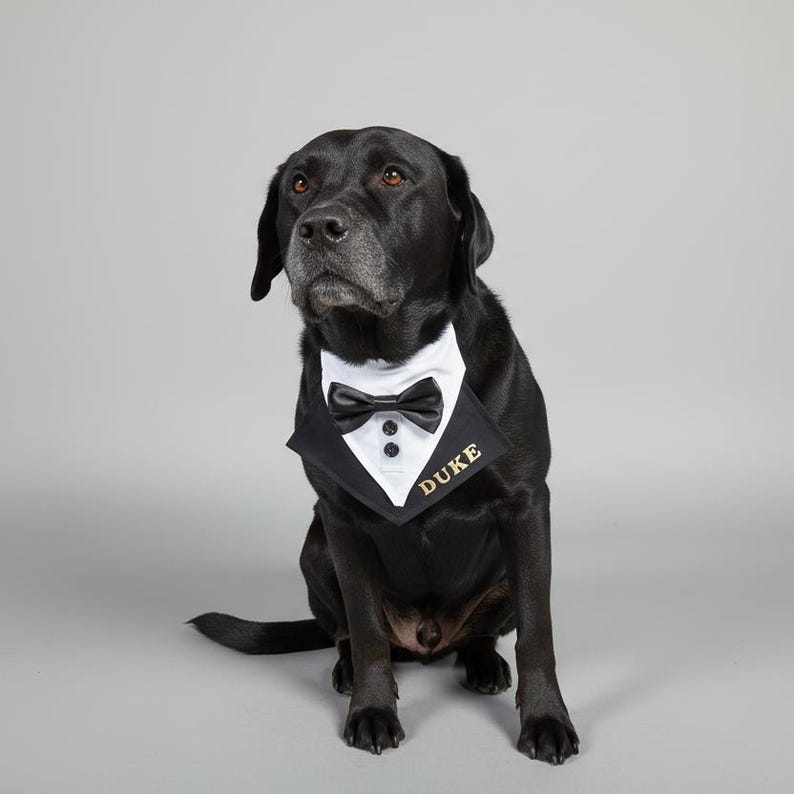 May include: A black Labrador Retriever wearing a tuxedo-style dog bandana. The bandana has a white collar, black bow tie, and the name "DUKE" in gold lettering. The dog is sitting and looking up.