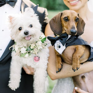 Small Dog Wedding Tuxedo, Split Tails, Leash D Ring, Ring Bearer, Classic Dog Wedding Suit, Choose Tuxedo and Bow Tie Colors, Add Ring Clip image 6