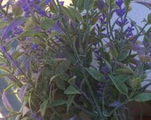 Lavender Body Lotion or Scrub