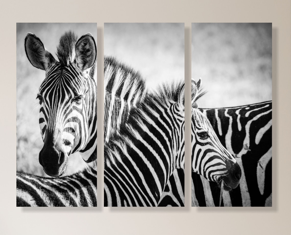 Zebra. Black & White Art Decor. Multi Panel Wall Art Decor Canvas Print