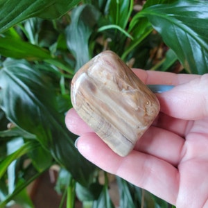 May include: A polished, rounded stone with a mix of tan, brown, and cream colors. The stone has a smooth, glossy surface and a natural, wood-like grain pattern. The stone is held in a hand against a backdrop of green leaves.