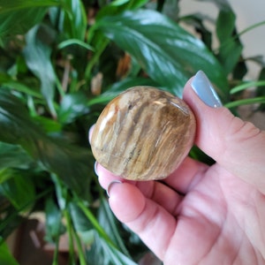 May include: A polished, oval-shaped stone with a mix of brown and tan hues, showcasing a wood-grain pattern. The stone is smooth and appears to be a natural specimen, possibly petrified wood. The background features lush green foliage.