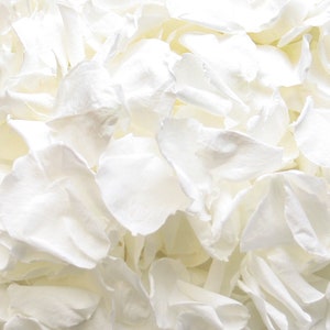 White rose petals for wedding confetti / decoration. Preserved rose petals, biodegradable Large size image 1