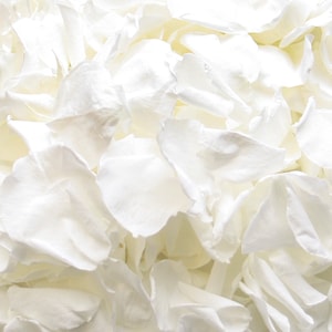 Petali di rosa bianchi per coriandoli/decorazioni nuziali. Petali di rosa stabilizzati, biodegradabili Misura grande