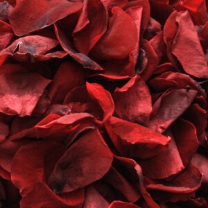 May include: A close-up image of a pile of deep red rose petals. The petals are soft and velvety, with a slightly wrinkled texture.