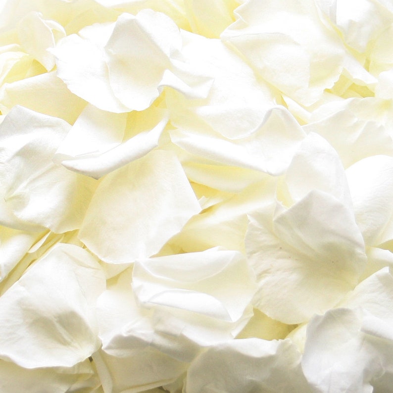 Ivory Rose Petals for Wedding Confetti / Decoration. Ivory Etsy UK