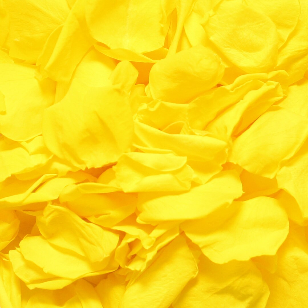 Yellow rose petals for wedding confetti / decoration. Yellow | Etsy