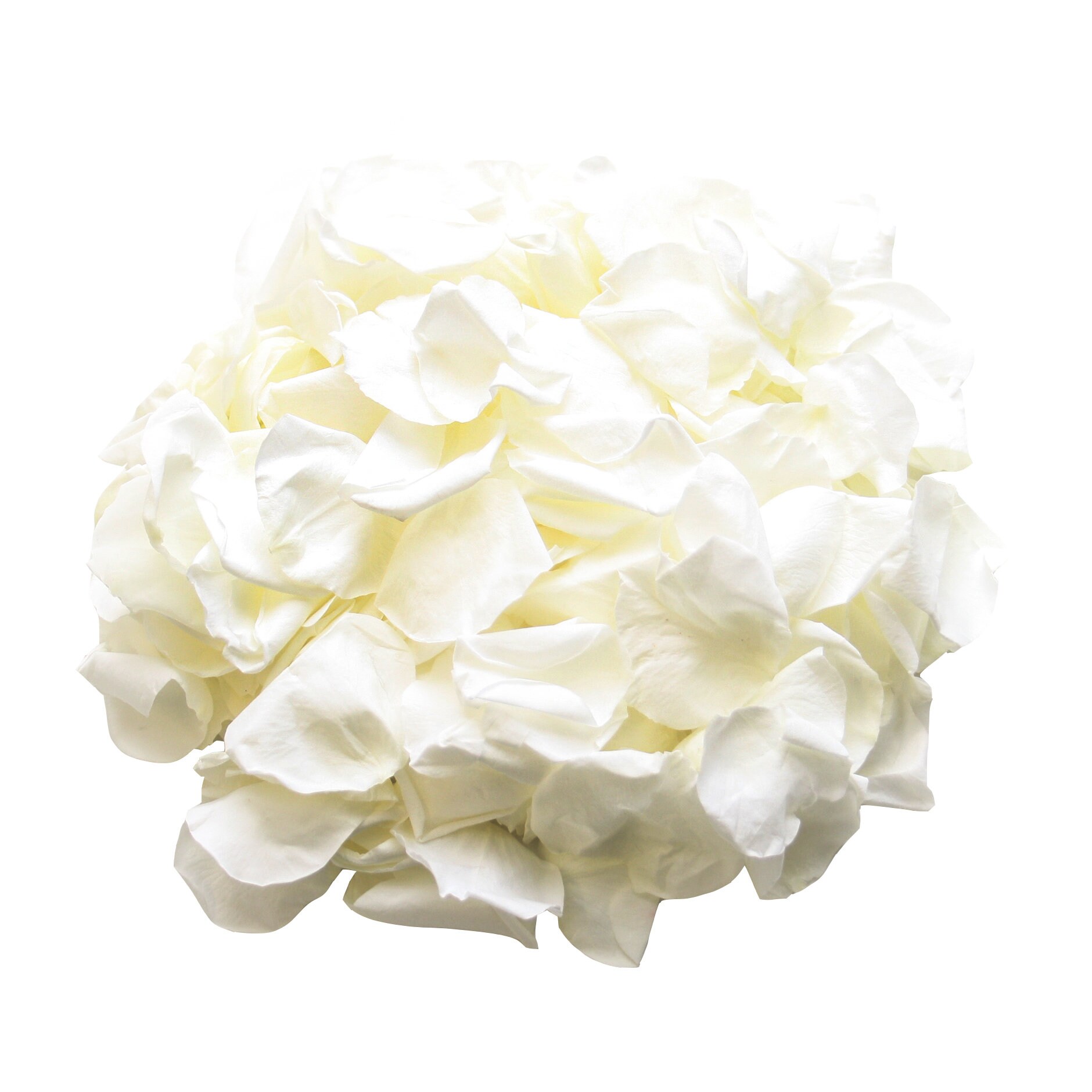 Ivory rose petals for wedding confetti / decoration. Ivory preserved …