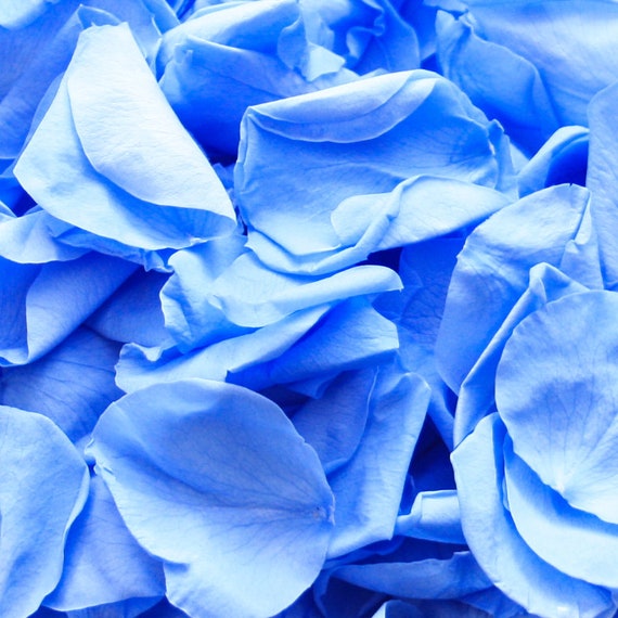 Marine Blue rose petals for wedding confetti decoration preserved 