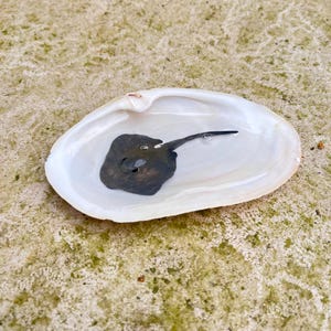 May include: A small, dark grey stingray swimming in a white seashell. The seashell is sitting on a light brown, textured surface.