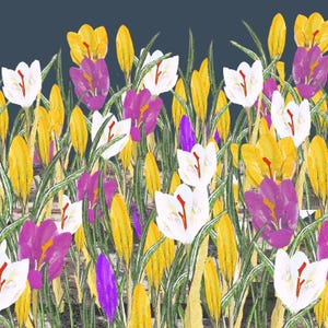 Kartoffel Gedruckt Spring Night Greetings Card