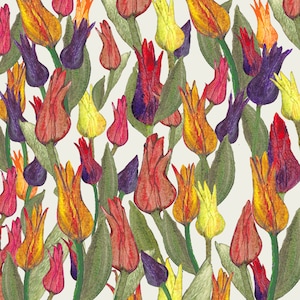 Carte de vœux 'Tulip Field' imprimée sur les pommes de terre
