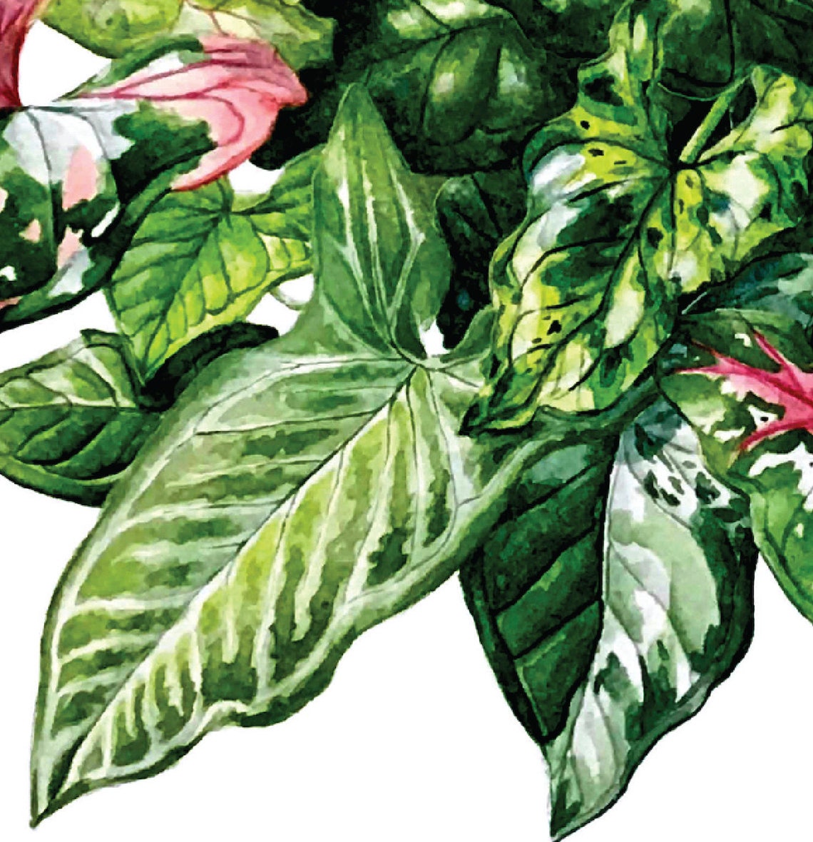 Syngonium - Etsy